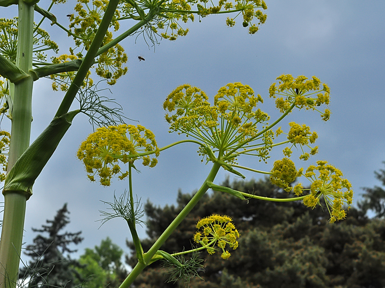 Ferula communis