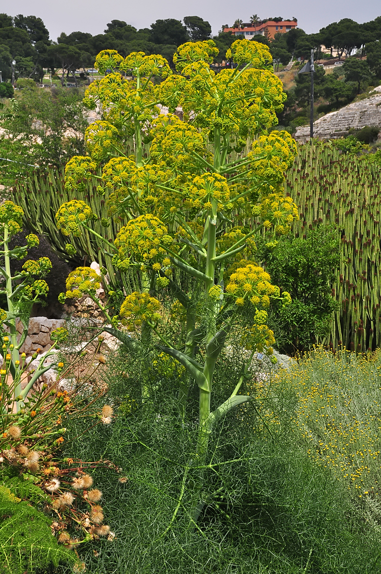 Ferula communis