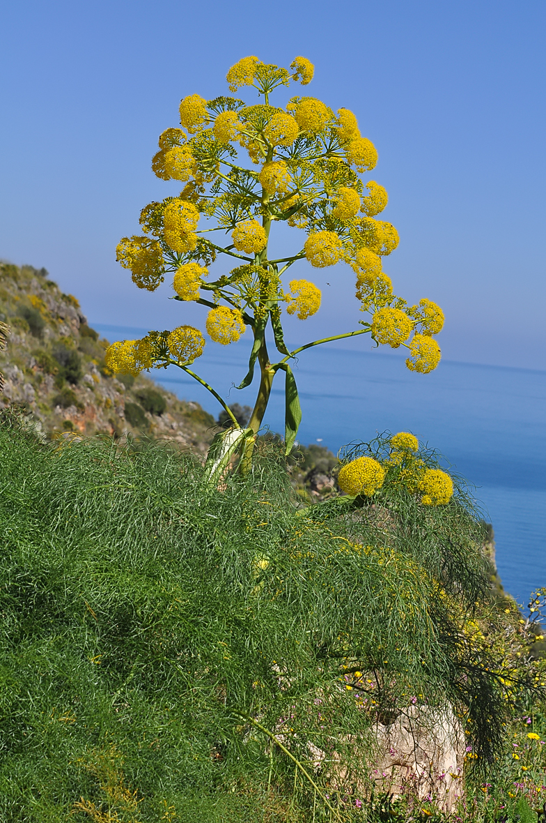 Ferula communis