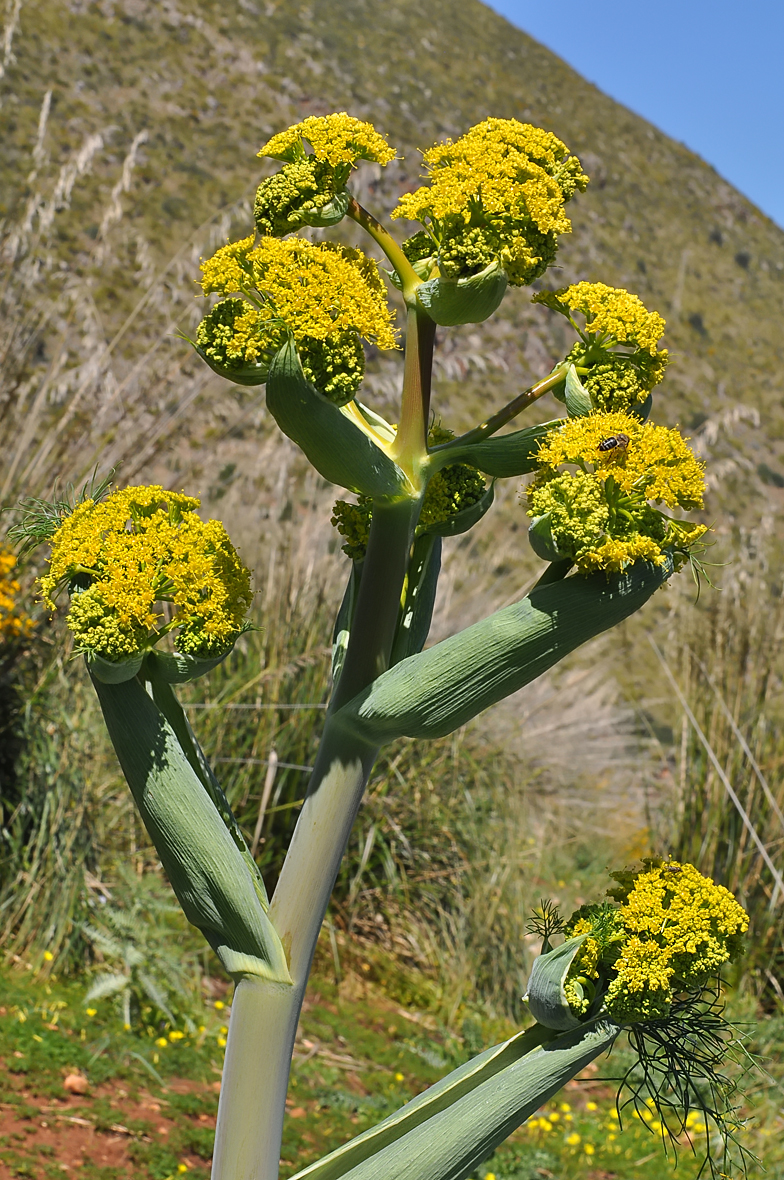 Ferula communis