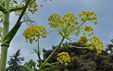 Ferula communis