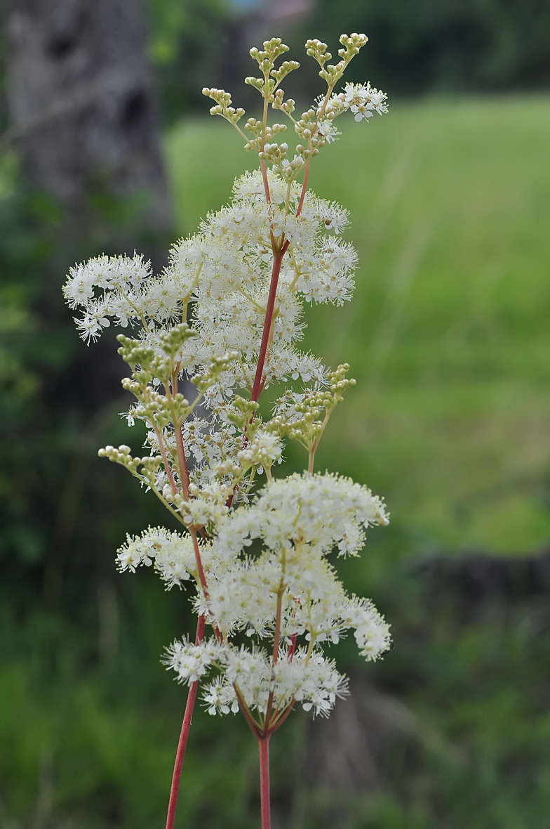 Filipendula ulmaria