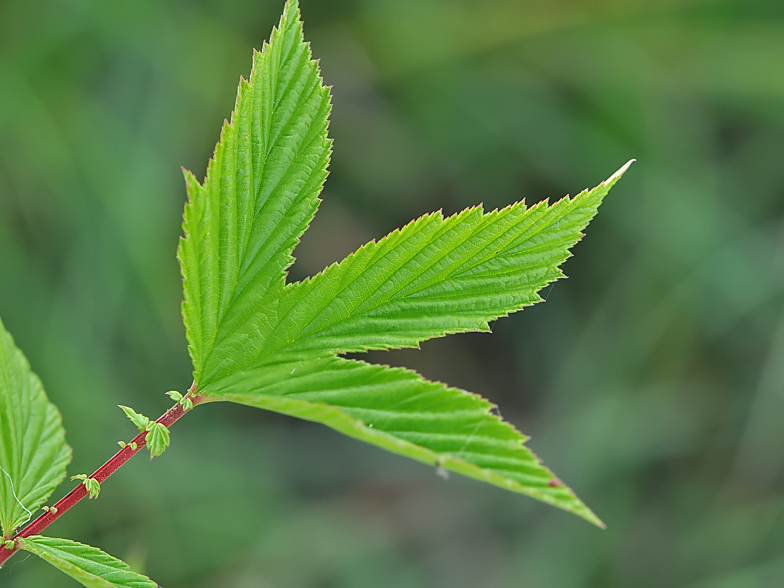 Filipendula ulmaria feuille