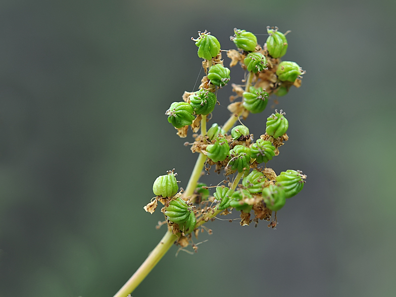 Filipendula ulmaria