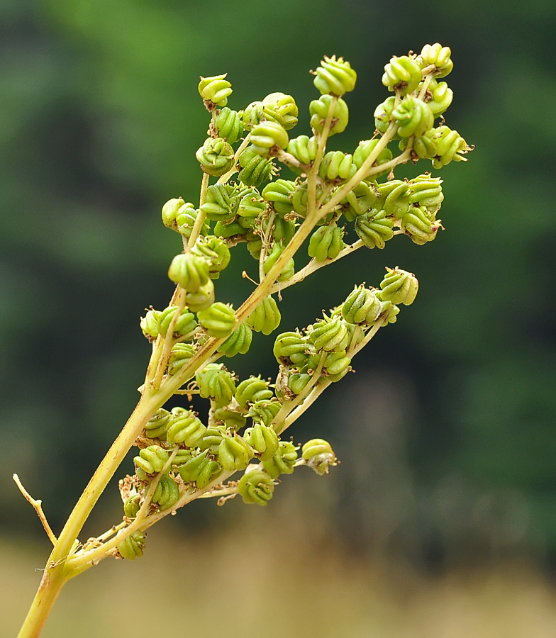 Filipendula ulmaria