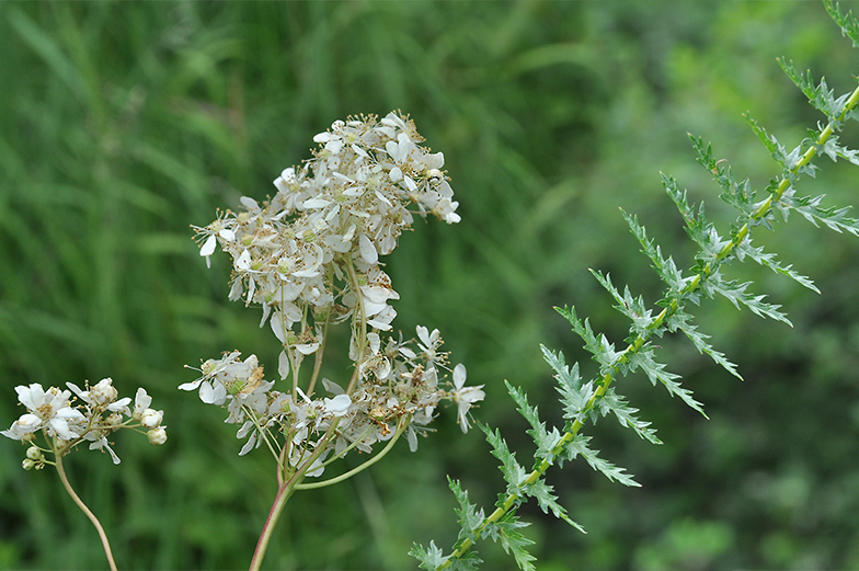 Filipendula vulgaris