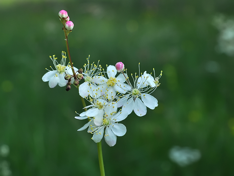 Filipendula vulgaris