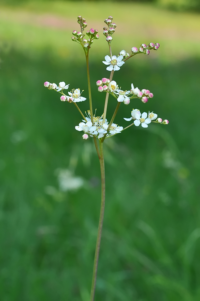 Filipendula vulgaris