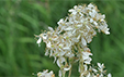 Filipendula vulgaris