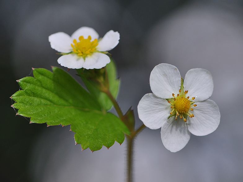 Fragaria vesca