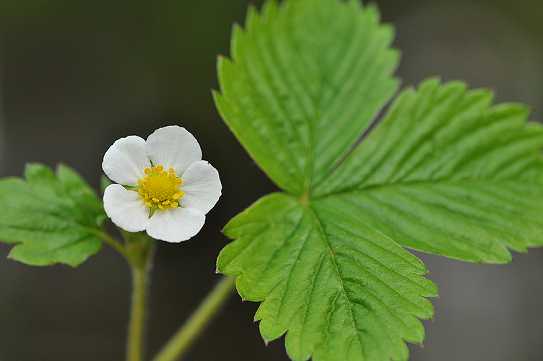 Fragaria vesca