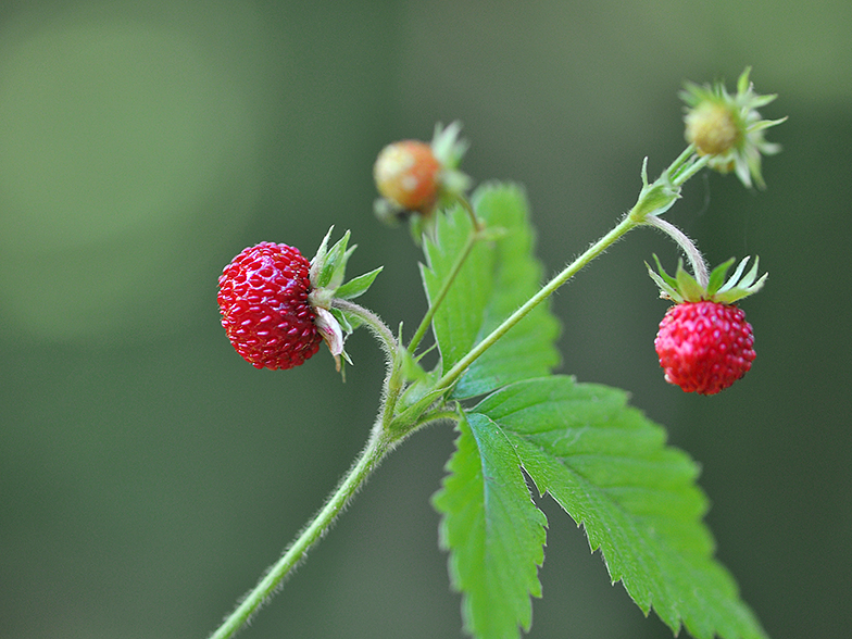 Fragaria vesca