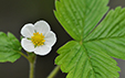 Fragaria vesca