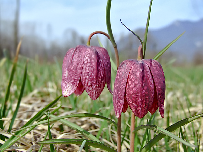 Fritillaria meleagris 2010