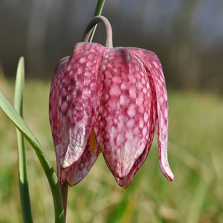 Fritillaria meleagris