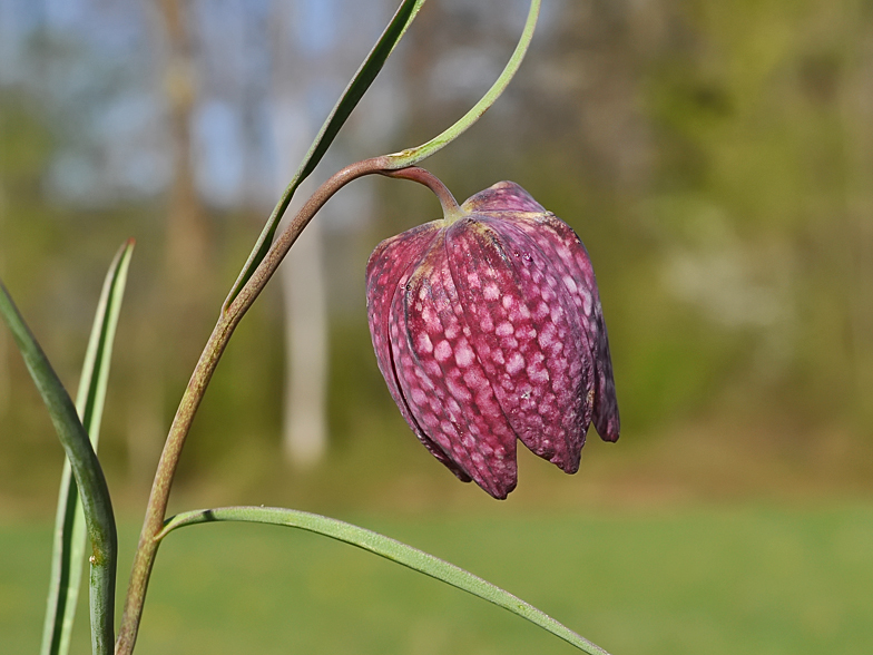 Fritillaria meleagris