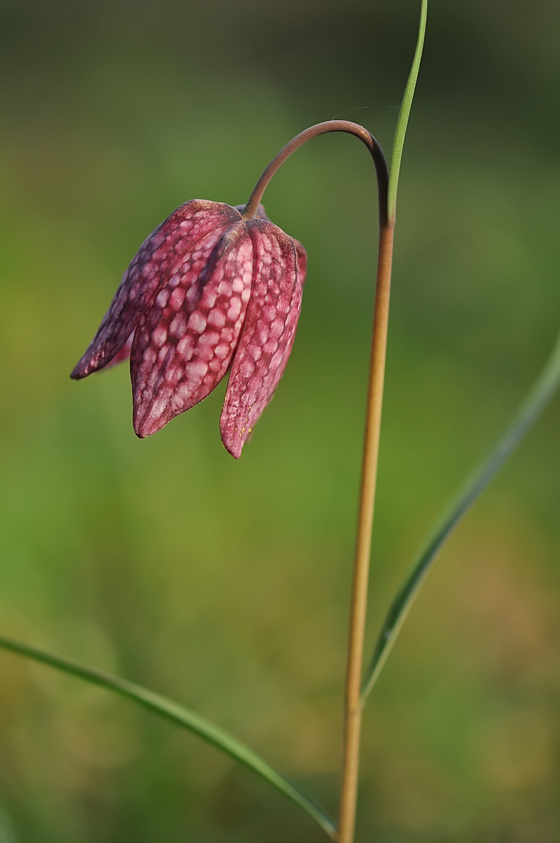 Fritillaria meleagris