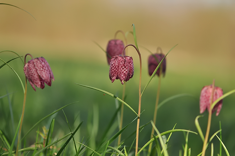 Fritillaria meleagris