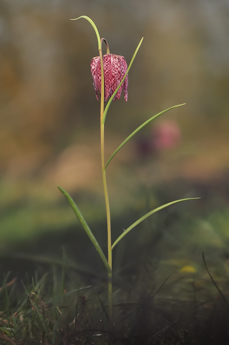 Fritillaria meleagris