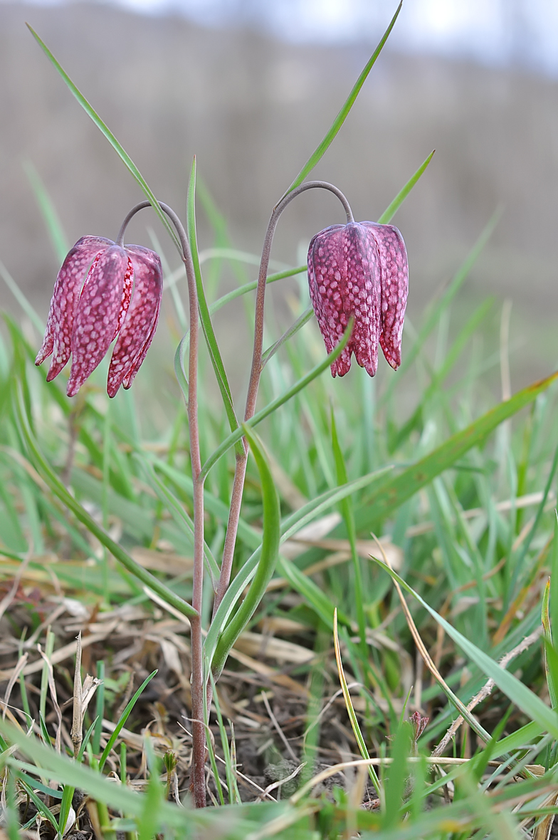 Fritillaria meleagris