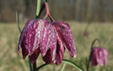 Fritillaria meleagris