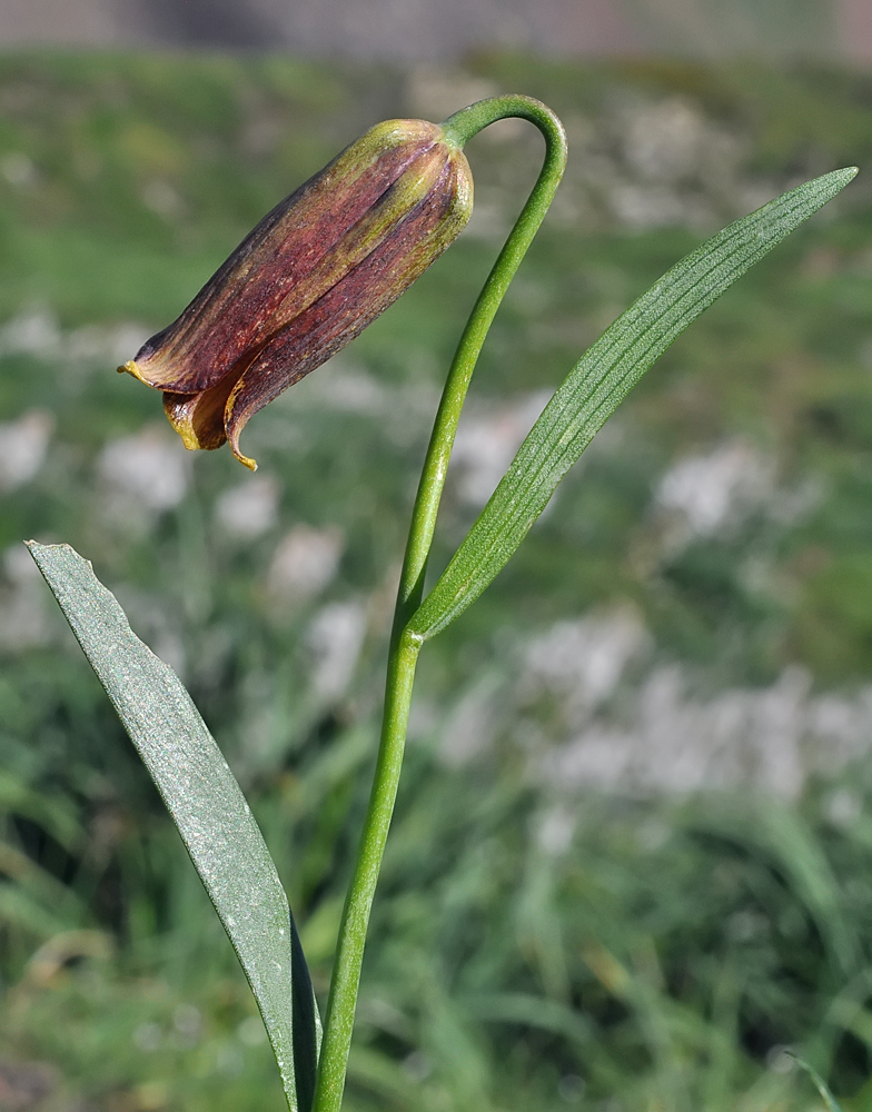 Fritillaria pyrenaica