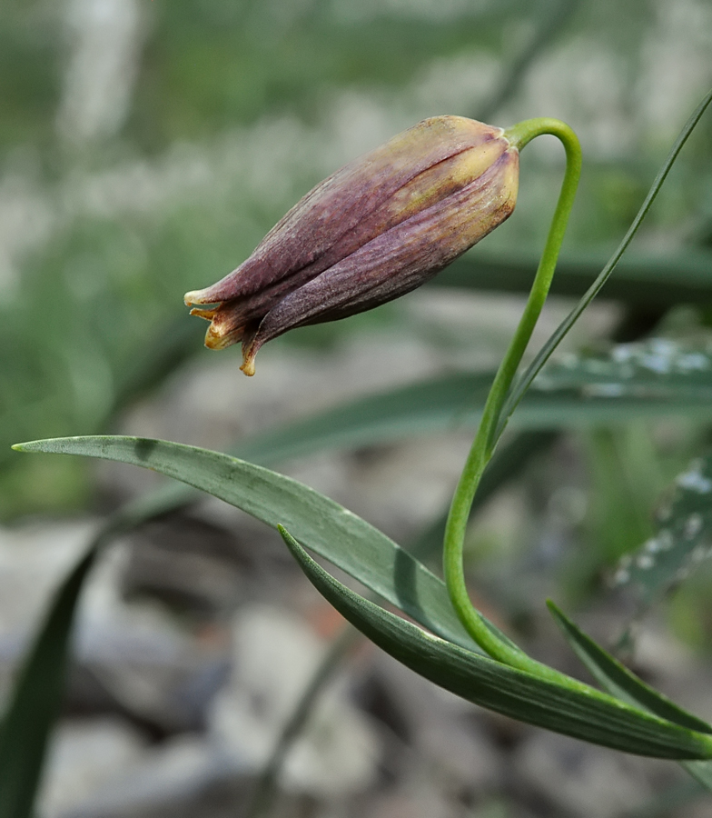 Fritillaria pyrenaica