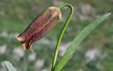 Fritillaria pyrenaica