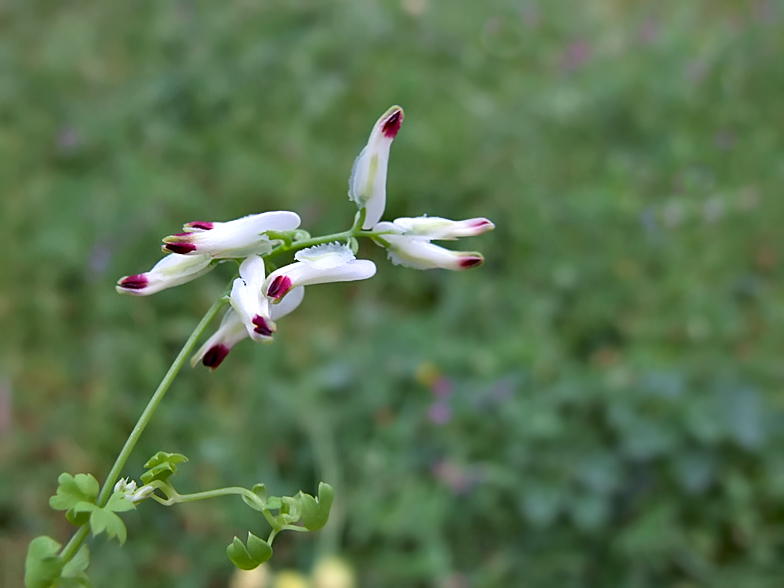 Fumaria capreolata