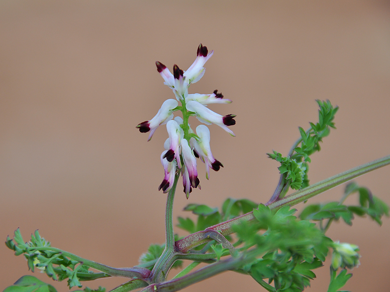 Fumaria capreolata