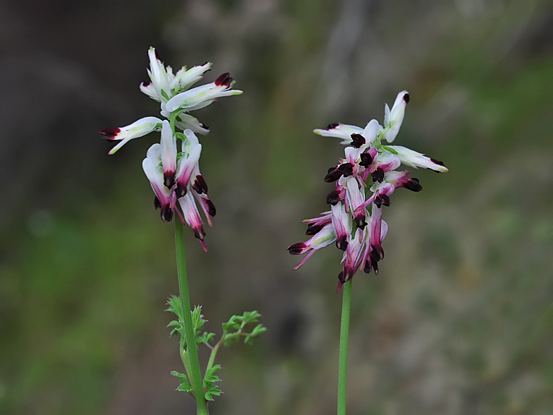 Fumaria capreolata