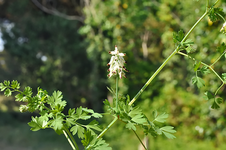 Fumaria capreolata