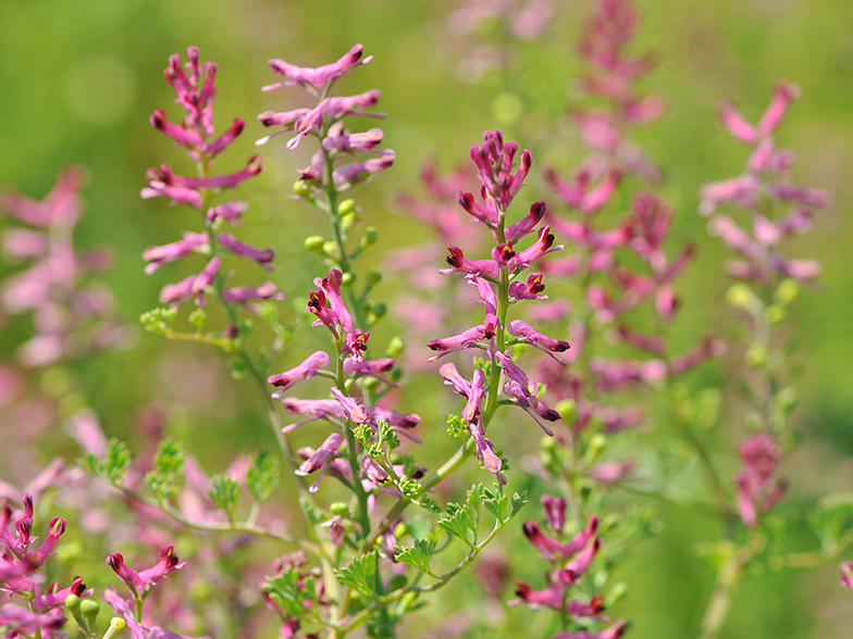 Fumaria officinalis