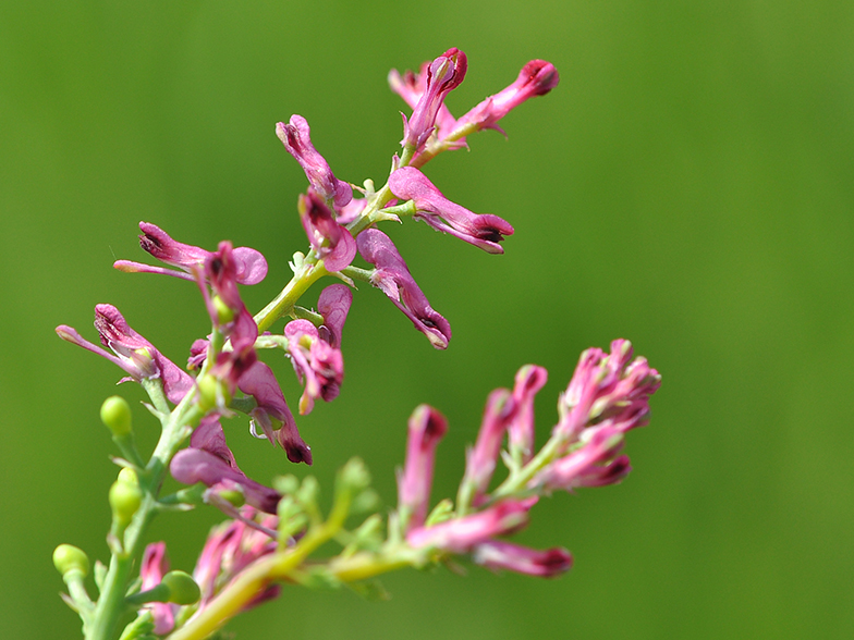 Fumaria officinalis