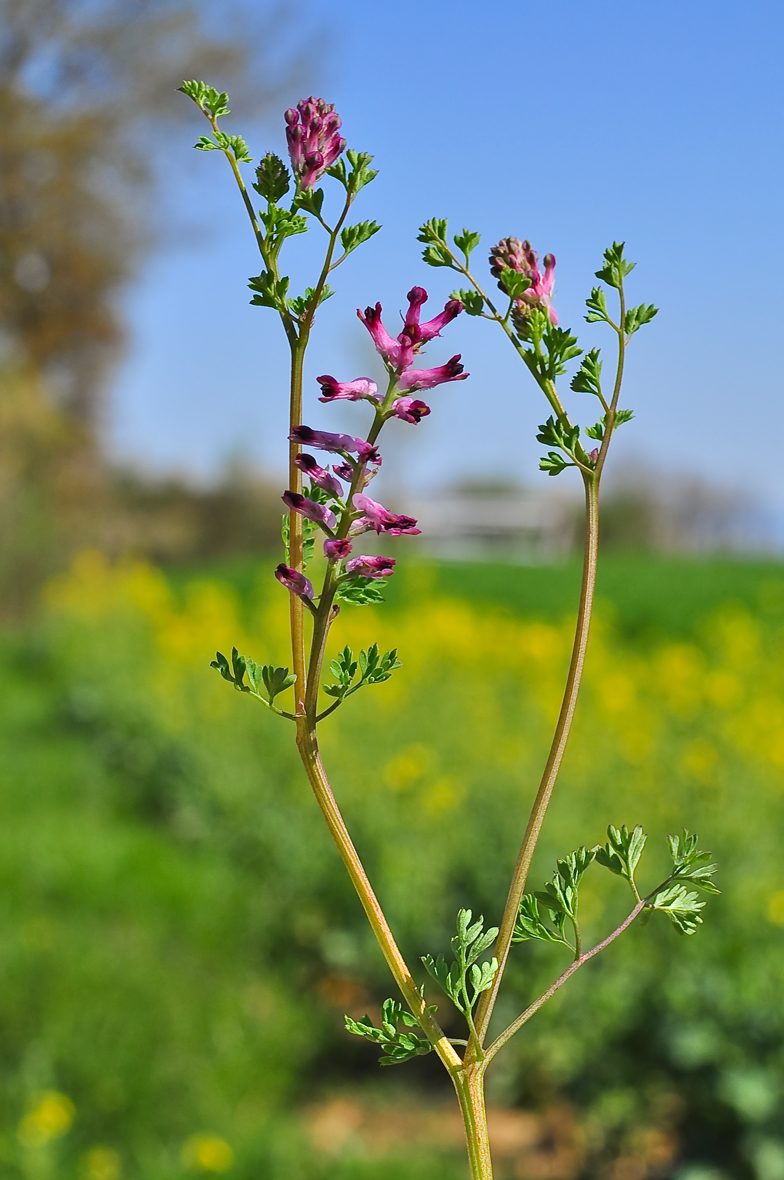 Fumaria officinalis