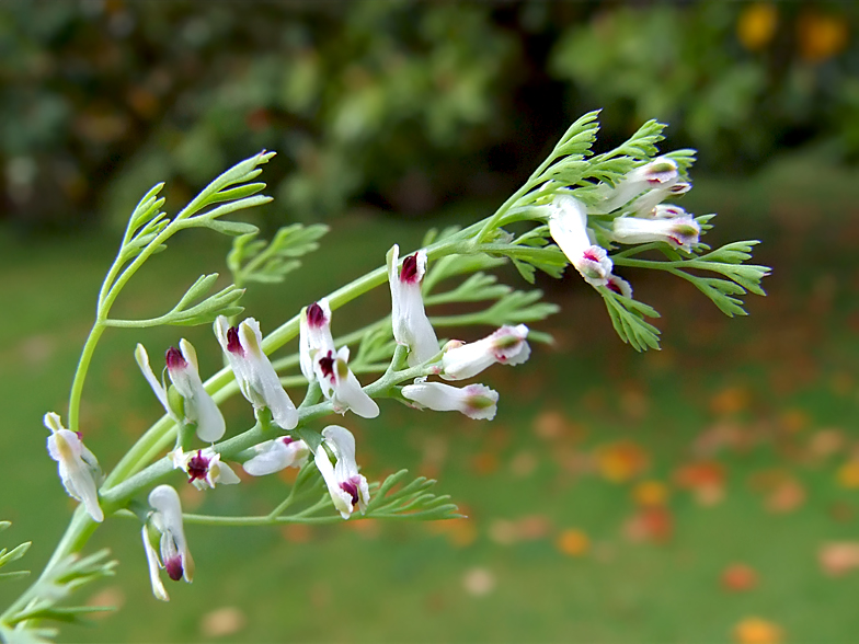 Fumaria parviflora