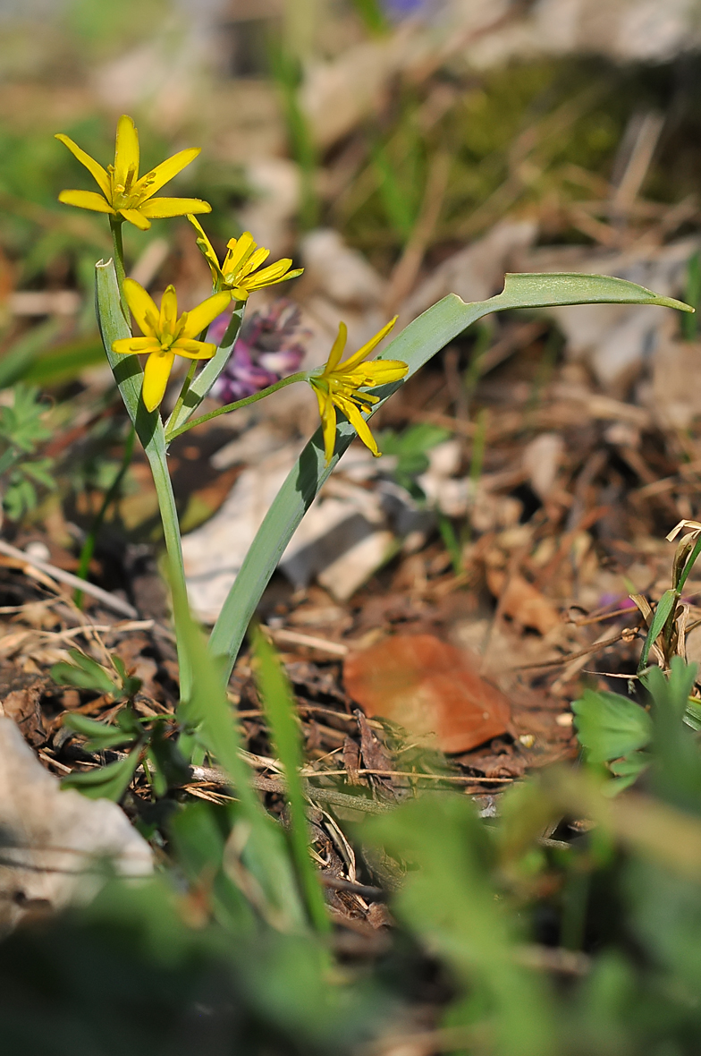 Gagea lutea