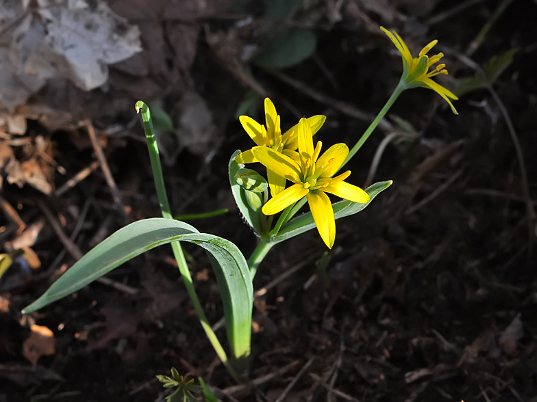 Gagea lutea