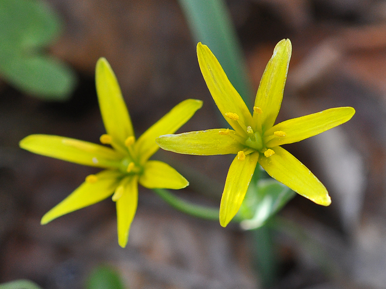 Gagea lutea