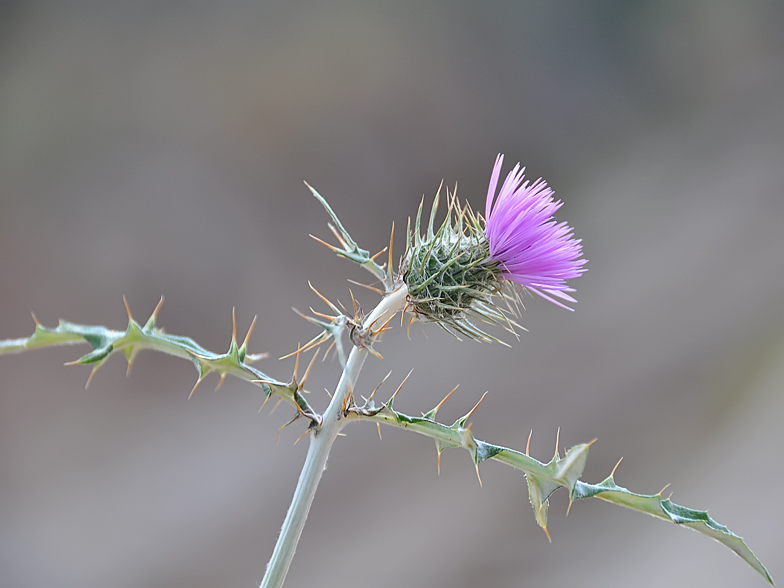 Galactites tomentosa