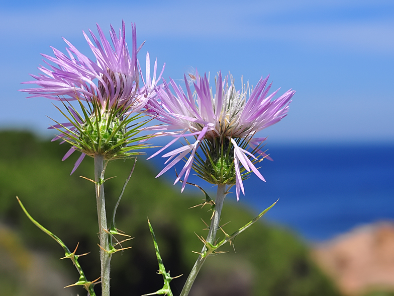 Galactites tomentosa