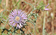 Galactites tomentosa