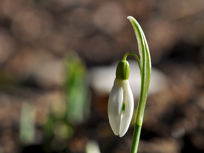 Galanthus nivalis