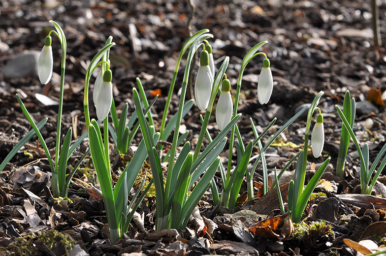 Galanthus nivalis