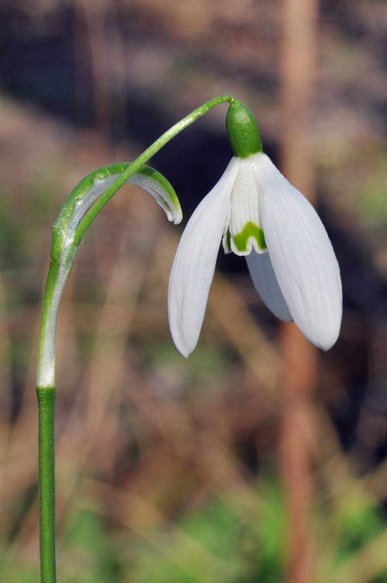 Galanthus nivalis