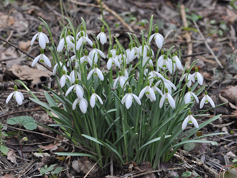 Galanthus nivalis