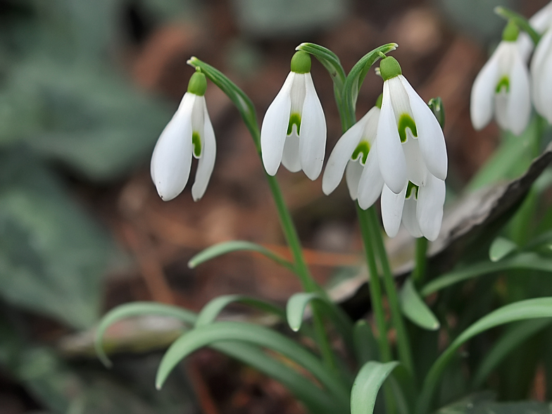 Galanthus nivalis