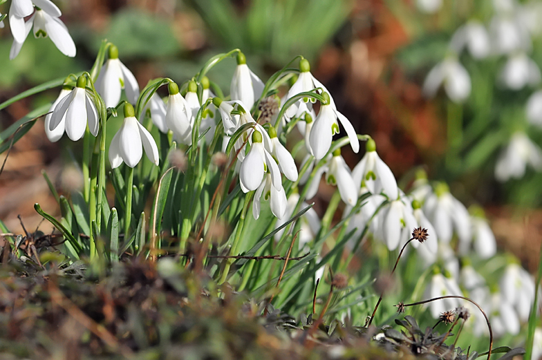 Galanthus nivalis