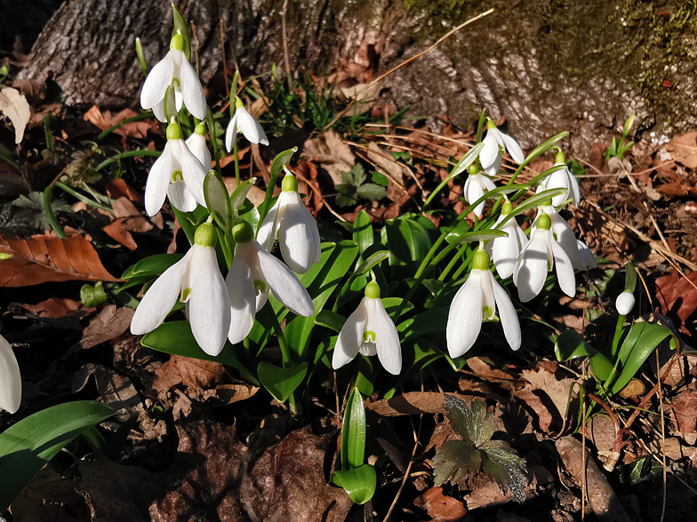 Galanthus nivalis