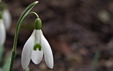 Galanthus nivalis